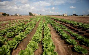 Agricultura destina 250.000 euros para incentivar el consumo ecológico y responsable