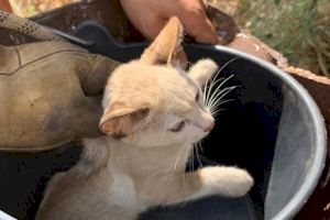 Rescaten a un gatet d'un pou de 20 metres a Silla - (foto 2)