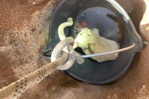 Rescaten a un gatet d'un pou de 20 metres a Silla - (foto 3)
