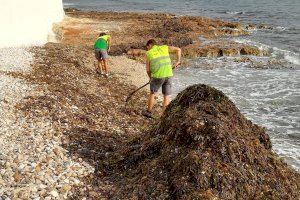 1.220 tones d’alga arreplegades durant el mes de juliol