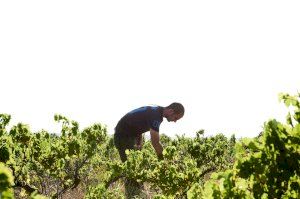 Denuncian pérdidas récord de 439 millones de euros en los campos valencianos