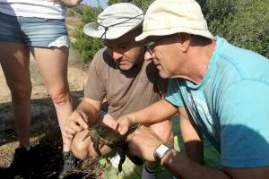 Censan 60 tortugas autóctonas en el Barranc de l’Horteta