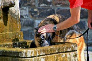 Sanitat activa l'alerta per calor alta a les comarques de La Canal de Navarrés i La Foia de Bunyol