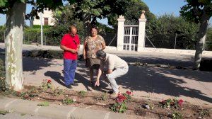 Castelló impulsa el pla director d’arbrat i zones verdes