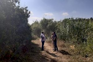 Torrent continúa con el programa estival de prevención de incendios y mantenimiento forestal