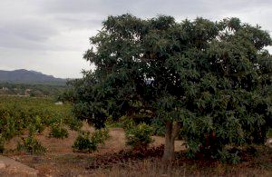 Agricultura destina 730.000 euros a 27 proyectos de innovación tecnológica en fincas o explotaciones colaboradoras