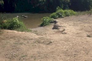 Continúa la limpieza del río Turia a su paso por Manises