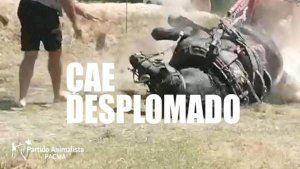 PACMA denúncia de nou el maltractament animal en el tir i arrossegament