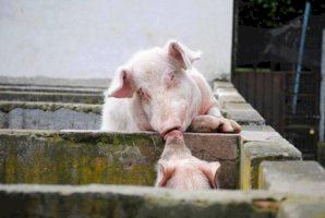 Convoquen una protesta contra el maltractament animal a Castelló