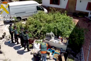 La Guardia Civil interviene 8.000 plantas de marihuana en 72 registros en la provincia de Valencia