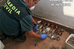 Detenido por maltratar a seis perros y aves protegidas en Rotglá i Corbera