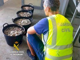 La Guardia Civil se incauta más de 131 kilogramos de pulpo inmaduro en Benicarló