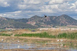 El Consell presenta la declaración de emergencia climática en la Comunitat Valenciana