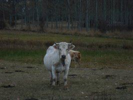 LA UNIÓ demana la modificació del Pla Nacional d'Eradicació de la Tuberculosi Bovina i una actuació sobre la fauna silvestre més eficient