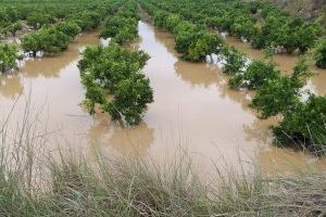 La gota fría causa 100 millones de euros de pérdidas en los cultivos valencianos