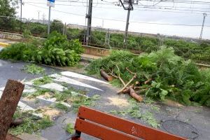 El Alcalde de Paterna ordena una revisión de los árboles de la ciudad tras el temporal