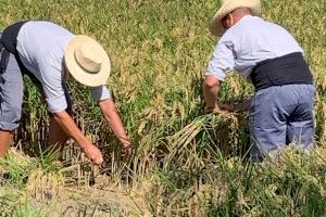 L'Albufera, bressol de la tradició arrossera