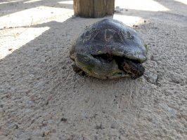 El Consorci del Paisatge Protegit de la Desembocadura del riu Millars finalitza la campanya de seguiment i control de tortugues