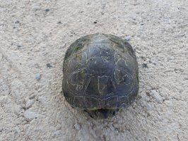 El Consorcio del Paisaje Protegido de la Desembocadura del río Mijares finaliza la campaña de seguimiento y control de tortugas - (foto 3) El Consorcio del Paisaje Protegido de la Desembocadura del río Mijares finaliza la campaña de seguimiento y control de tortugas - (foto 3)