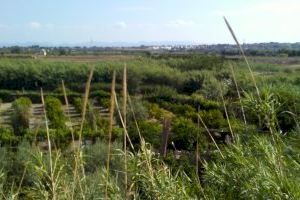 Riba-roja vertió 2’3 millones de metros cúbicos de agua depurada a l’Albufera de València y al río Túria durante el año 2018 - (foto 4) Riba-roja vertió 2’3 millones de metros cúbicos de agua depurada a l’Albufera de València y al río Túria durante el año 2018 - (foto 4)