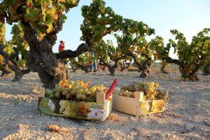 El Poble Nou de Benitatxell reivindica en su primera Festa del Moscatell la ‘xafada’ tradicional de la uva y los riuraus