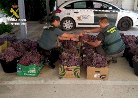 La Guardia Civil recupera más de una tonelada y media de uva de mesa sustraída en Monforte del Cid