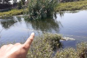 La guardería rural del Consorcio del Paisaje Protegido de la Desembocadura del río Mijares localiza una red ilegal de grandes dimensiones instalada en la Gola sur