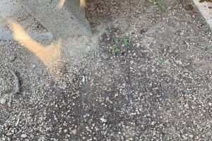 Cs Torrent exige limpieza inmediata del parque de la Avenida Vía Olímpica ante la aparición de una plaga de pulgas - (foto 2)