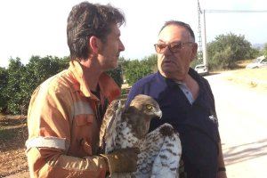 Rescaten a Llíria una àguila atrapada en una torre d'alta tensió