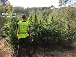 La Guardia Civil ha detenido a una persona por cultivar 533 plantas de marihuana en Segorbe