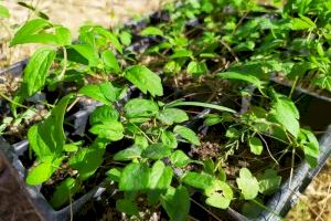 Plantación en els Estanys de Almenara para celebrar el 25 aniversario de la creación de las microrreservas en la Comunitat Valenciana - (foto 2)