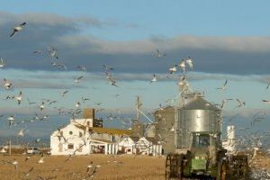 Finaliza la siega del arroz en Sueca