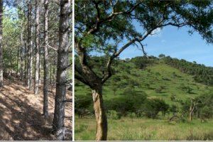 Un estudio valenciano cuestiona el potencial de las plantaciones masivas de árboles para mitigar el cambio climático