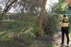 El Consorcio gestor del Paisaje Protegido de la Desembocadura del río Mijares eliminará los pinos afectados por la plaga del Tomicus destruens