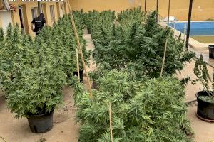 Desmantelan un cultivo Indoor de 45 plantas de marihuana en un chalet de Carlet