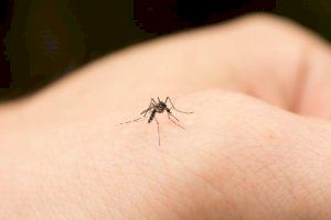 La Generalitat concede a la Vila una ayuda para la lucha contra el mosquito tigre