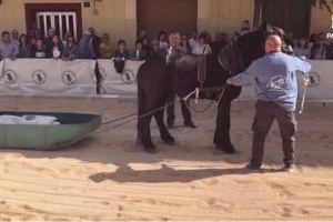 PACMA denuncia el maltrato del tiro y arrastre en la localidad alicantina de Cocentaina