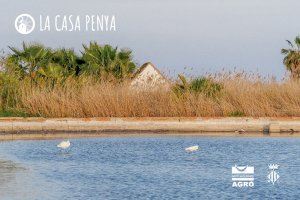 La Casa Penya estrena ‘Camins de l’aigua’, un vídeo que analiza el recorrido del agua por tres zonas húmedas valencianas de gran valor ambiental