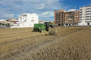 Arrepleguen la palla d'arròs de Pinedo i la CV-500 per a evitar el seu crema