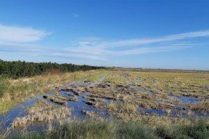 La Confederación Hidrográfica del Júcar coordina la aportación de recursos hídricos al Parque Natural de la Albufera