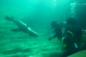 Así entrenan los buzos de la UME con leones marinos del Oceanogràfic