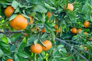 Les Corts promocionará el consumo de la naranja valenciana