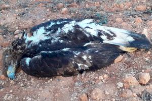 Muere un águila real en un tendido eléctrico de Camporrobles