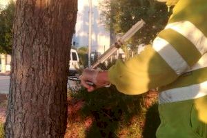 Medio Ambiente comienza el tratamiento de pinos para combatir la plaga anual de la procesionaria