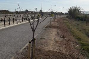 El Ayuntamiento de Benifaió replanta 56 árboles en la zona de verde del Barranco del Tramusser