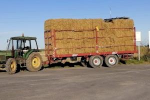 La paja del arroz recolectada en Catarroja tiene muchas vidas