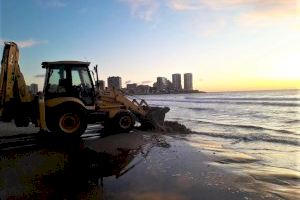 Oropesa del Mar devuelve al mar 600 toneladas de algas marinas