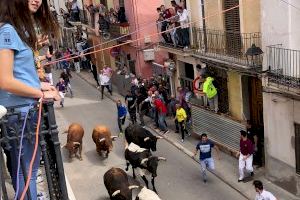 Toros de Salvador Domecq para el encierro de Santa Quitèria en Almassora