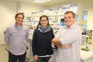 Investigadores valencianos hallan una nueva clave para luchar contra infecciones en los cítricos