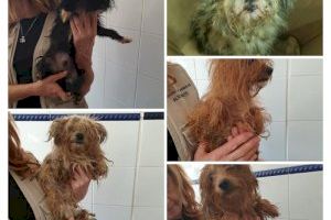 Rescatados once perros tras ser abandonados en dos contenedores soterrados de Alicante - (foto 2)